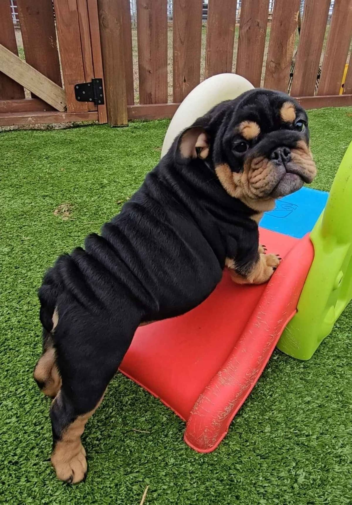 Bulldog Puppies breeder image 4