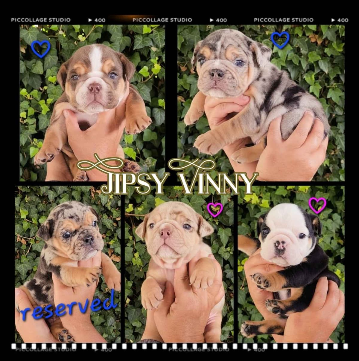 Bulldog Puppies breeder image 5