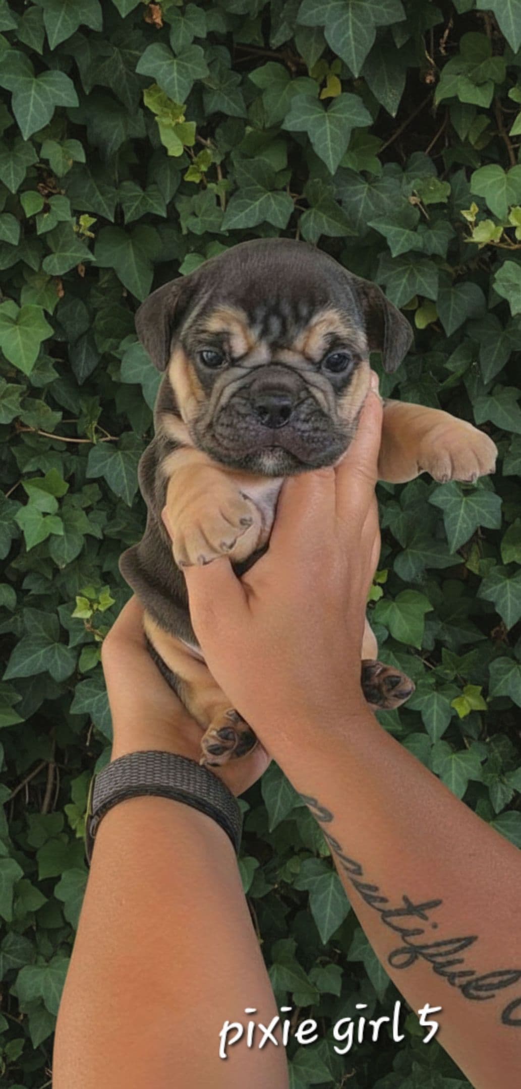 Bulldog Puppies breeder image 25