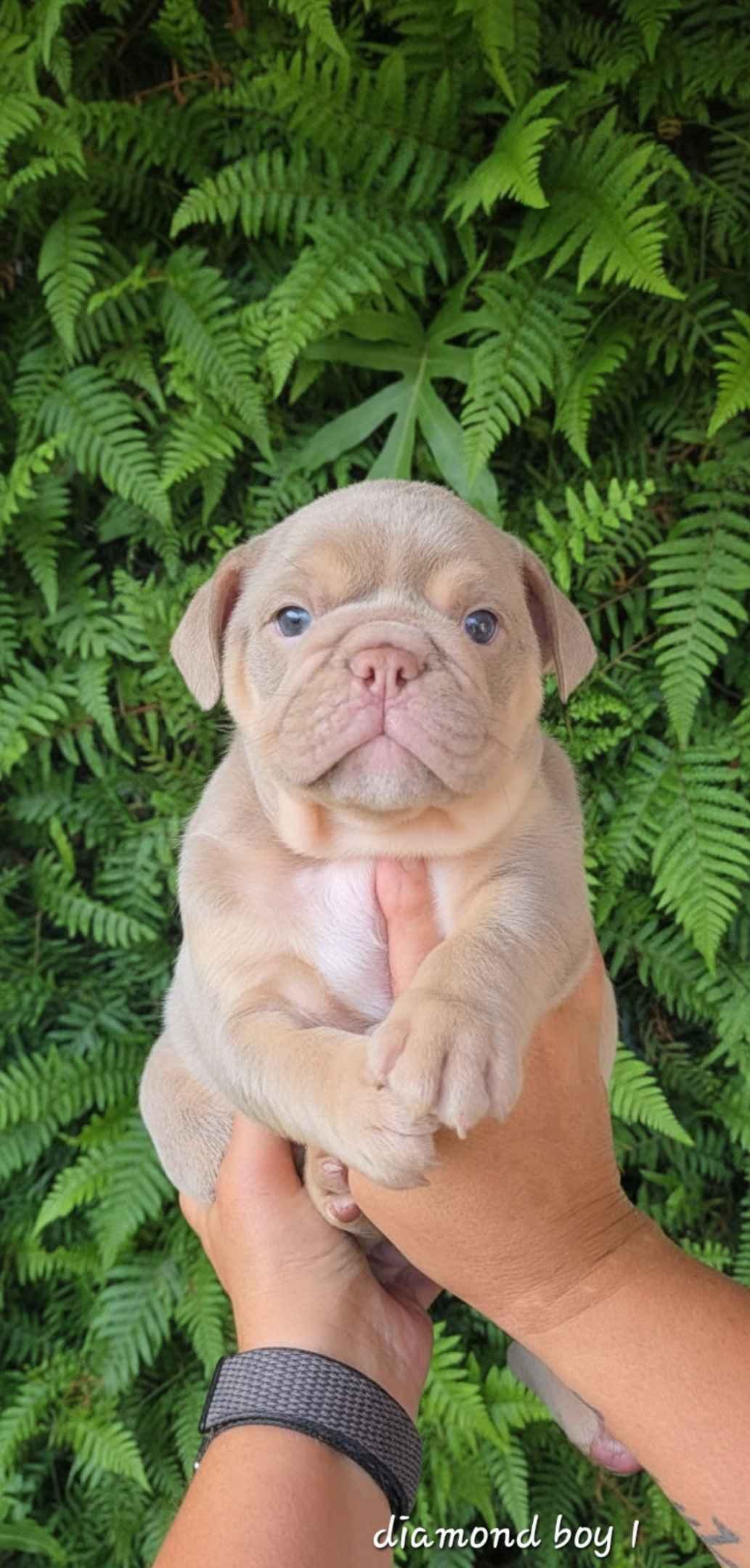 Bulldog Puppies breeder image 16