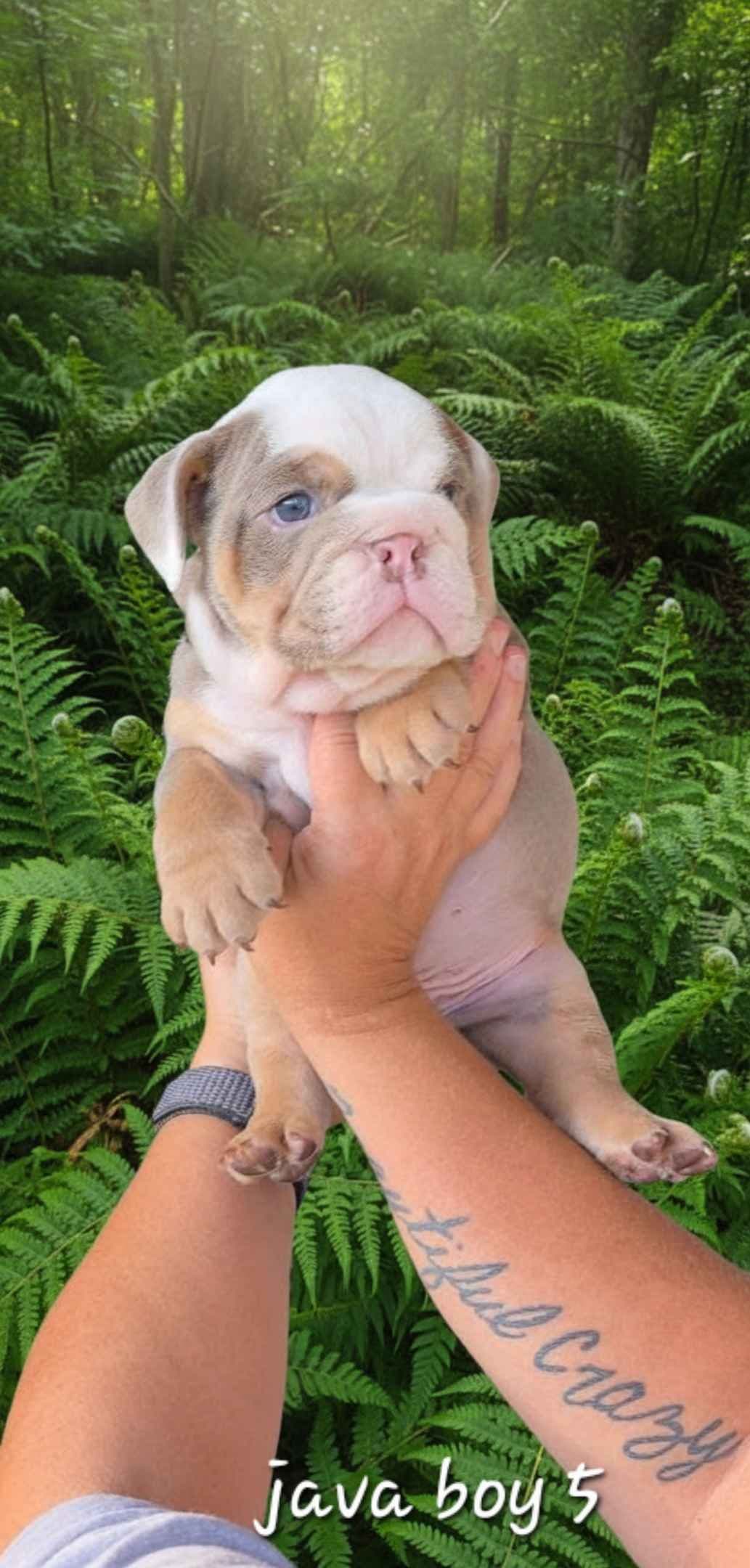 Bulldog Puppies breeder image 14