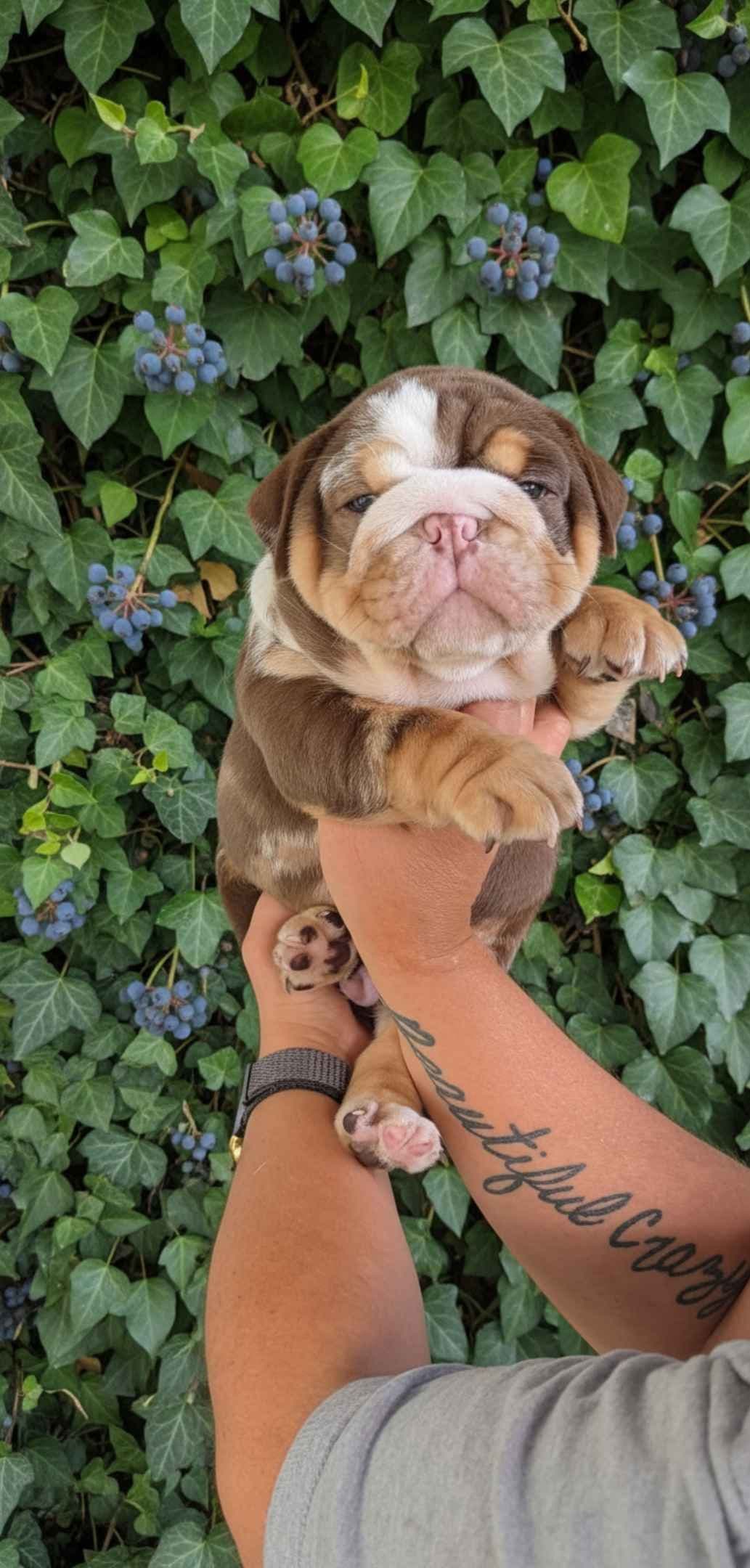 Bulldog Puppies breeder image 17
