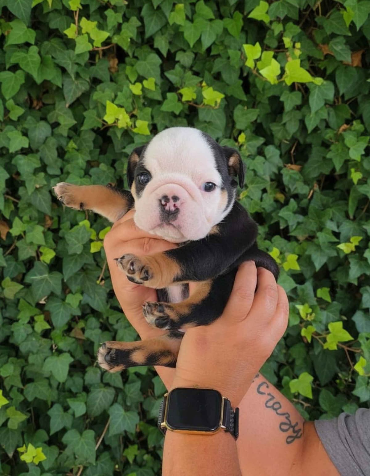 Bulldog Puppies breeder image 19