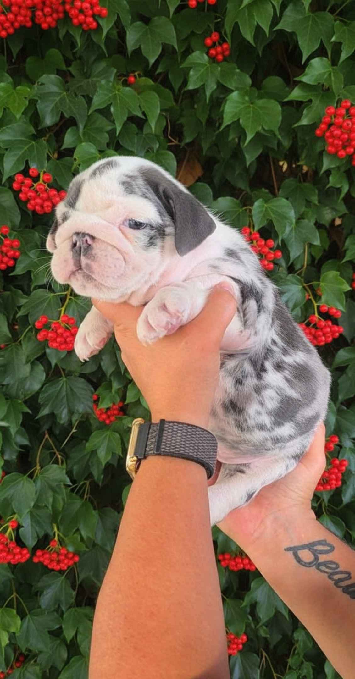 Bulldog Puppies breeder image 18