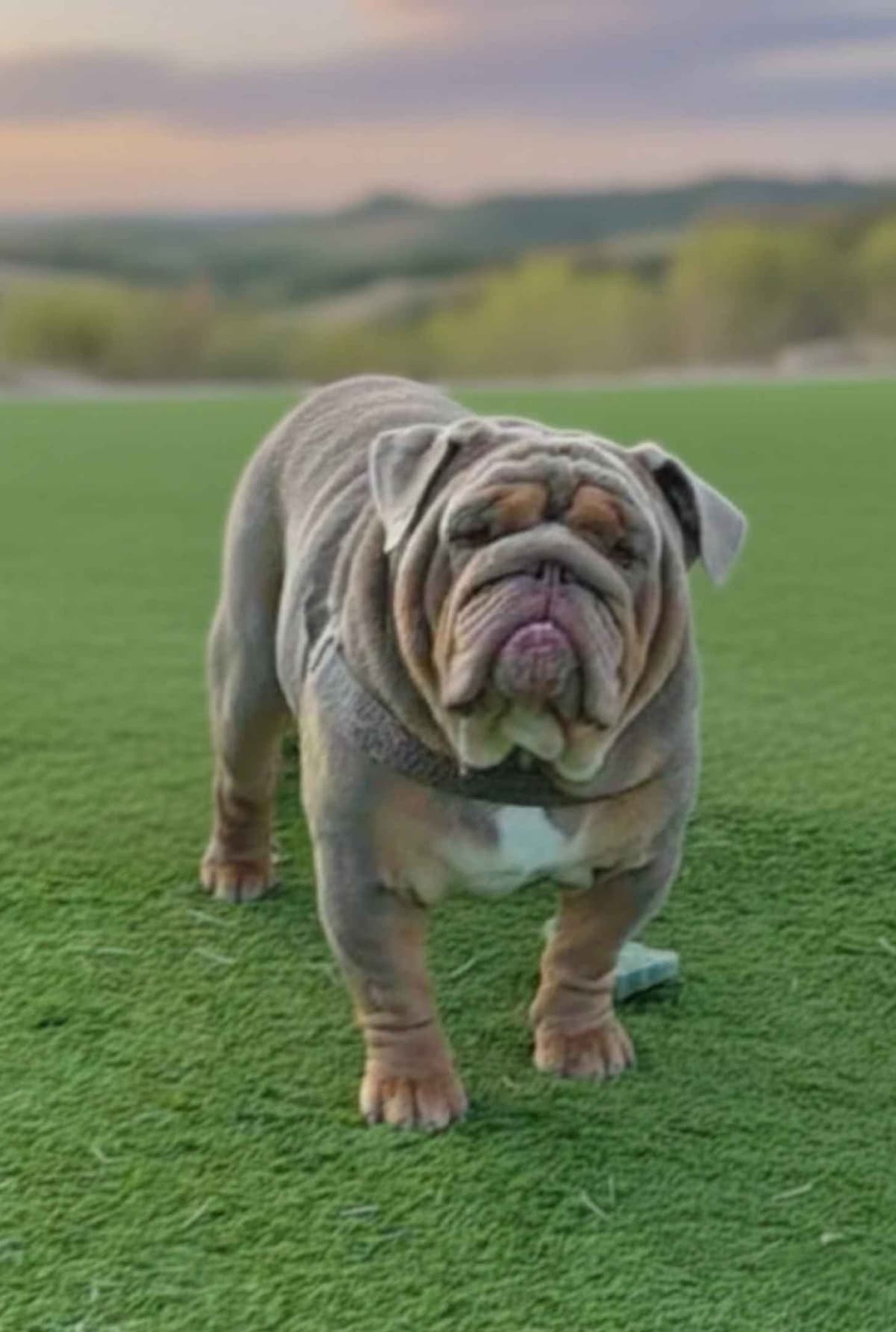 Bulldog Puppies breeder image 26