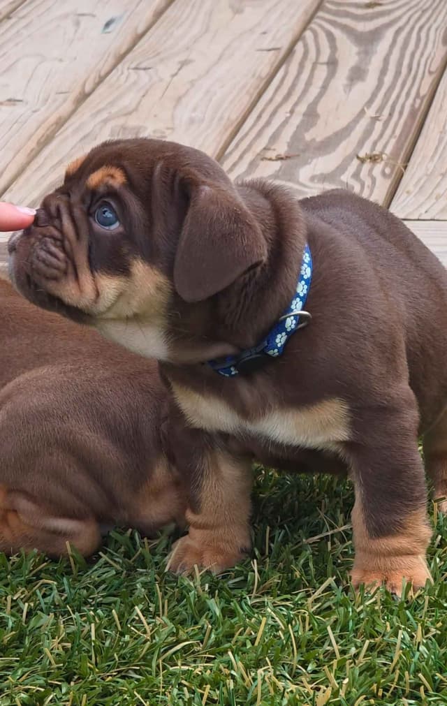 Bulldog Puppies media 2