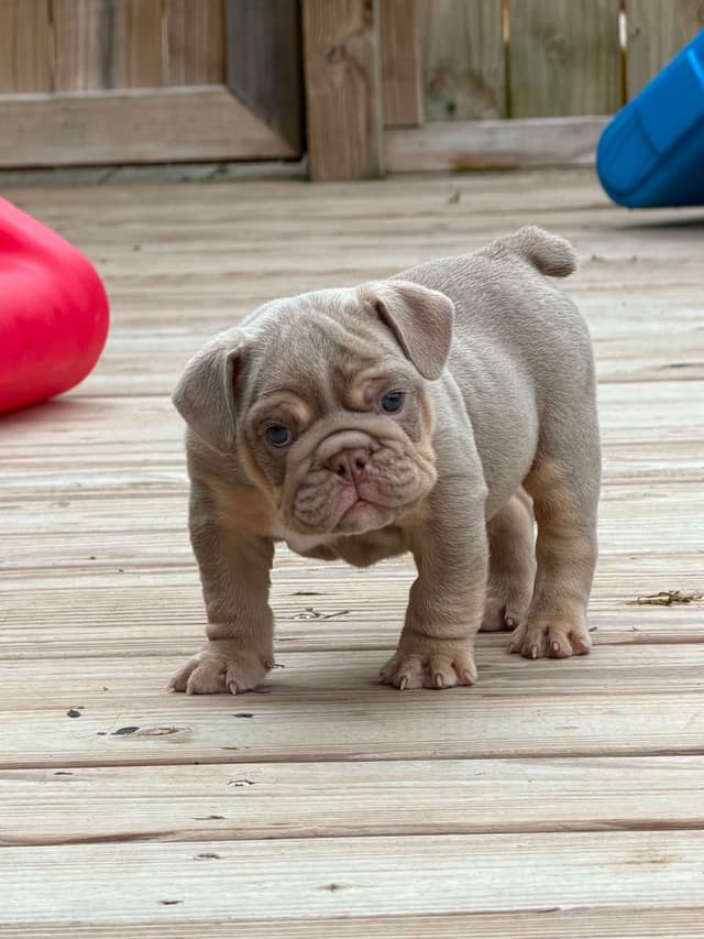 Bulldog Puppies media 3