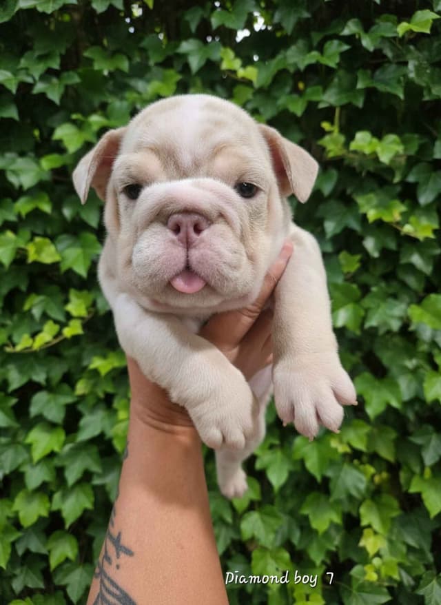 Bulldog Puppies media 4