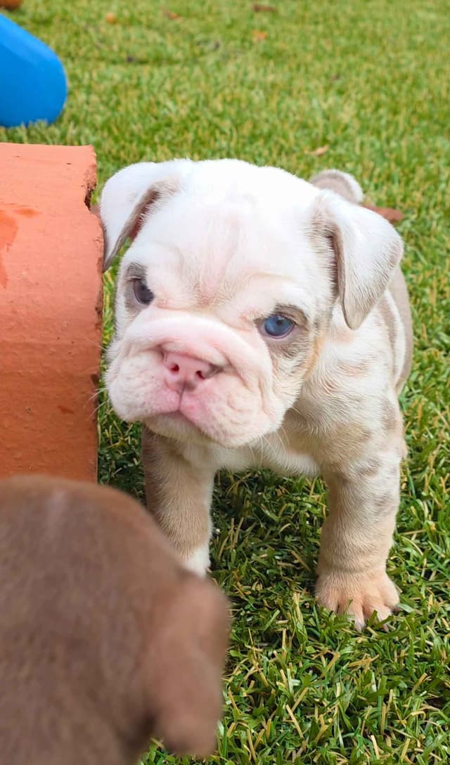 Bulldog Puppies media 6