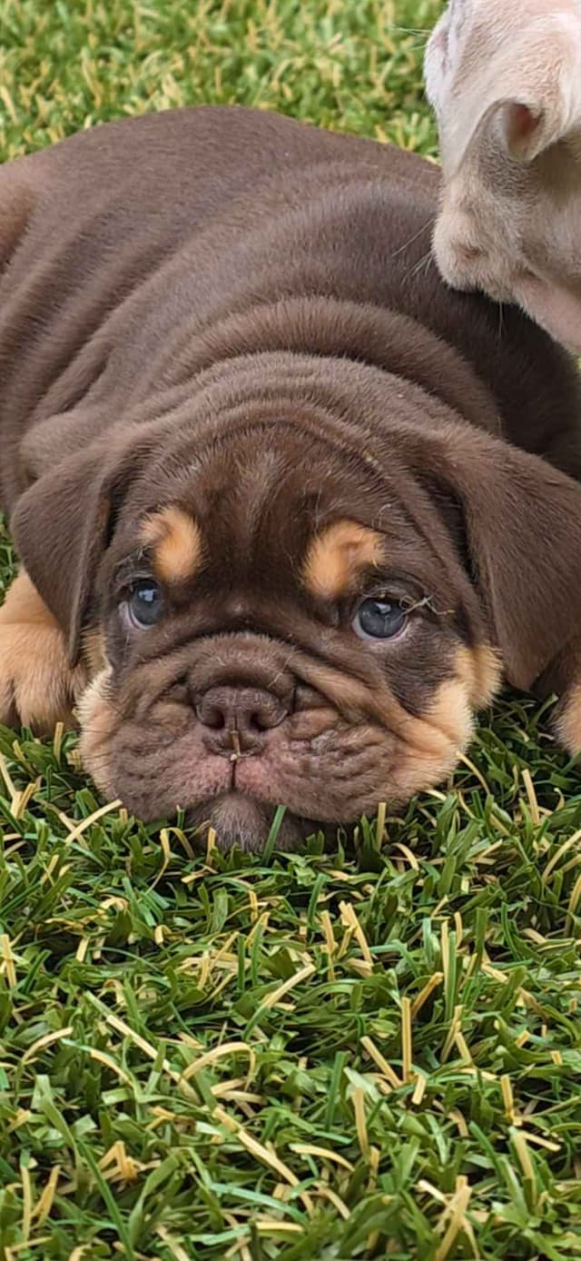 Bulldog Puppies media 8