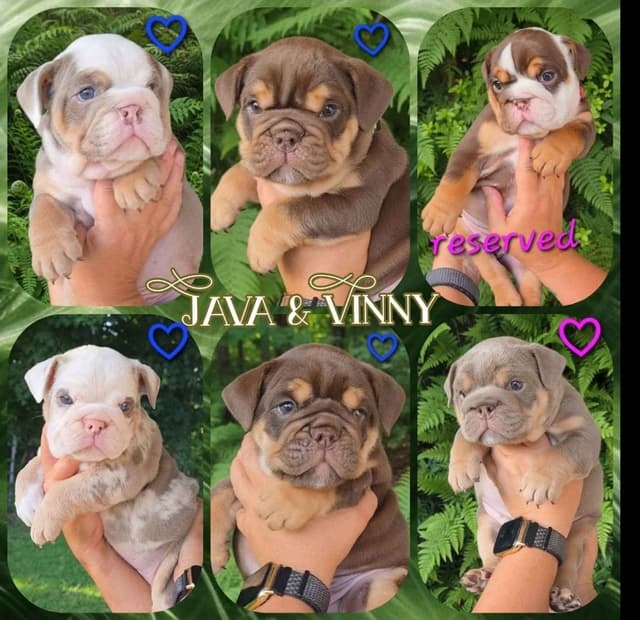 Bulldog Puppies media 11