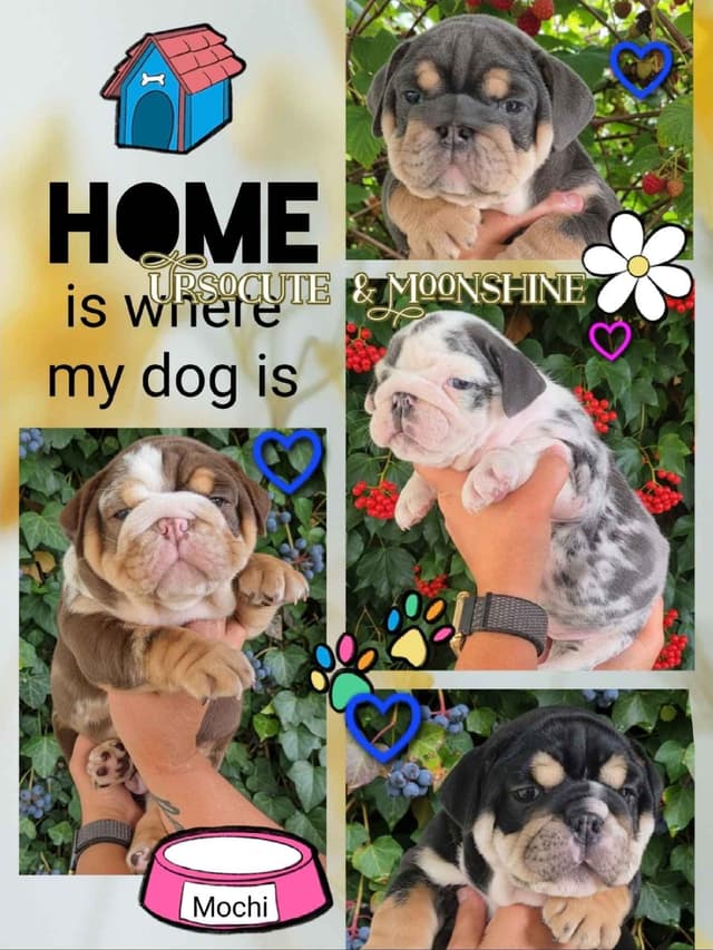 Bulldog Puppies media 14