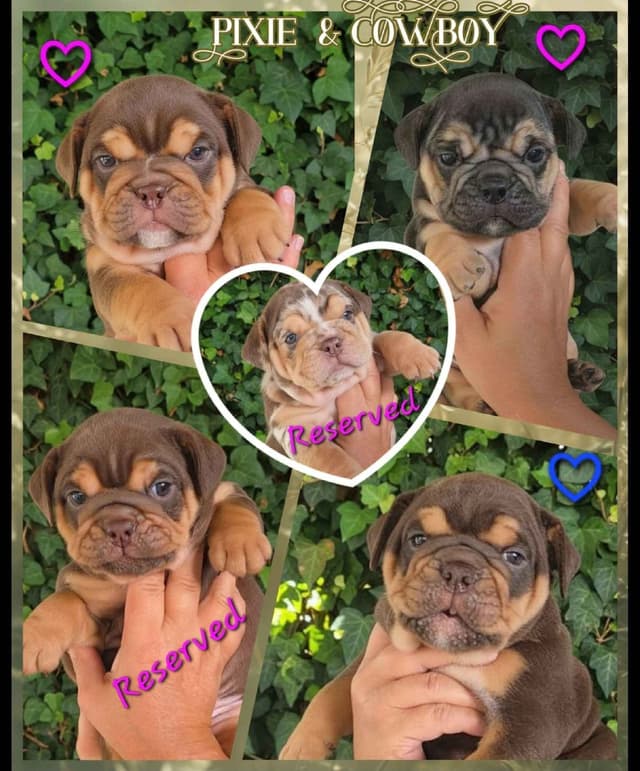 Bulldog Puppies media 12