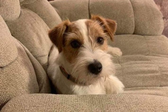 Russell Terrier Puppies breeder image 3