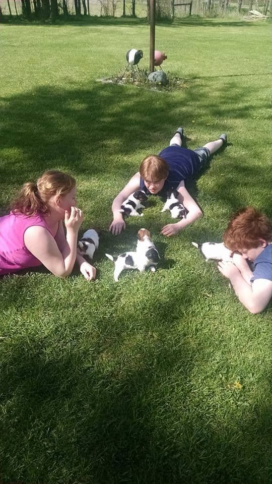 Russell Terrier Puppies breeder image 4