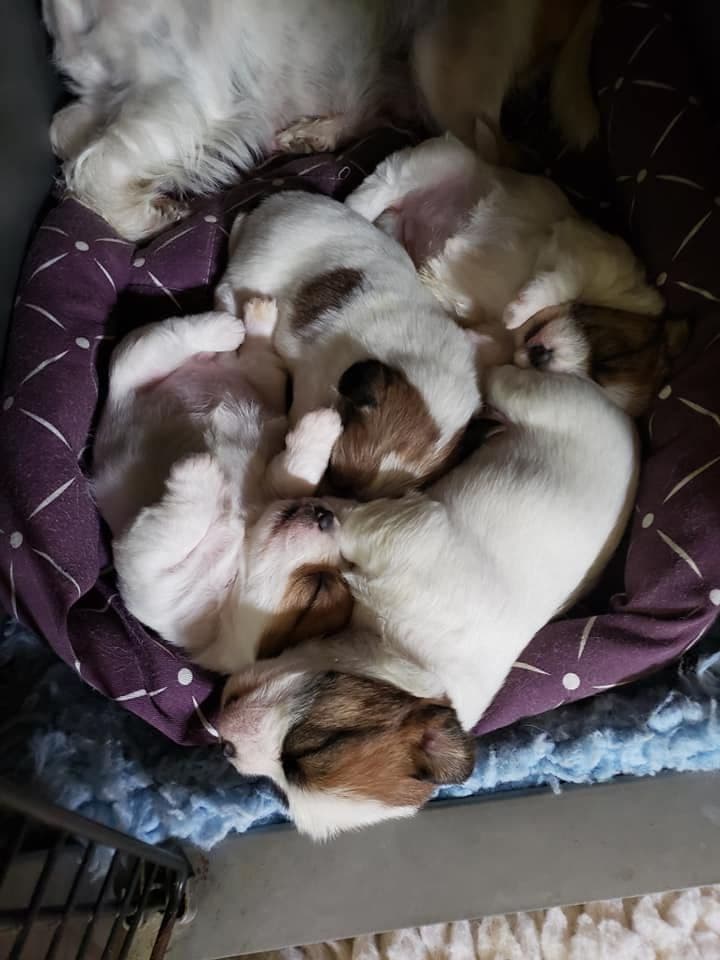 Russell Terrier Puppies breeder image 5