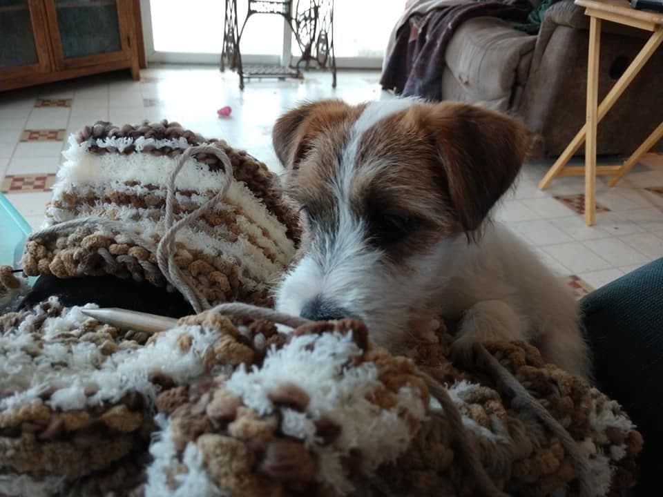 Russell Terrier Puppies breeder image 6