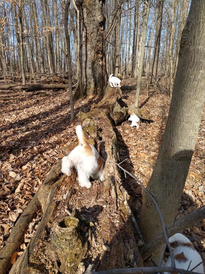 Russell Terrier Puppies breeder image 8