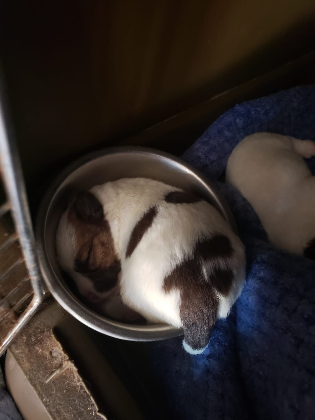 Russell Terrier Puppies breeder image 10