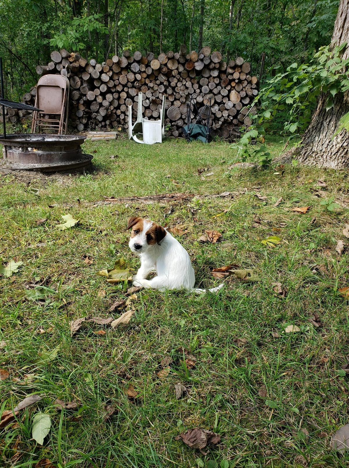 Russell Terrier Puppies breeder image 19