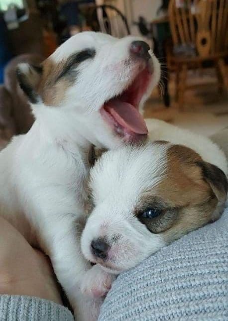 Russell Terrier Puppies breeder image 12