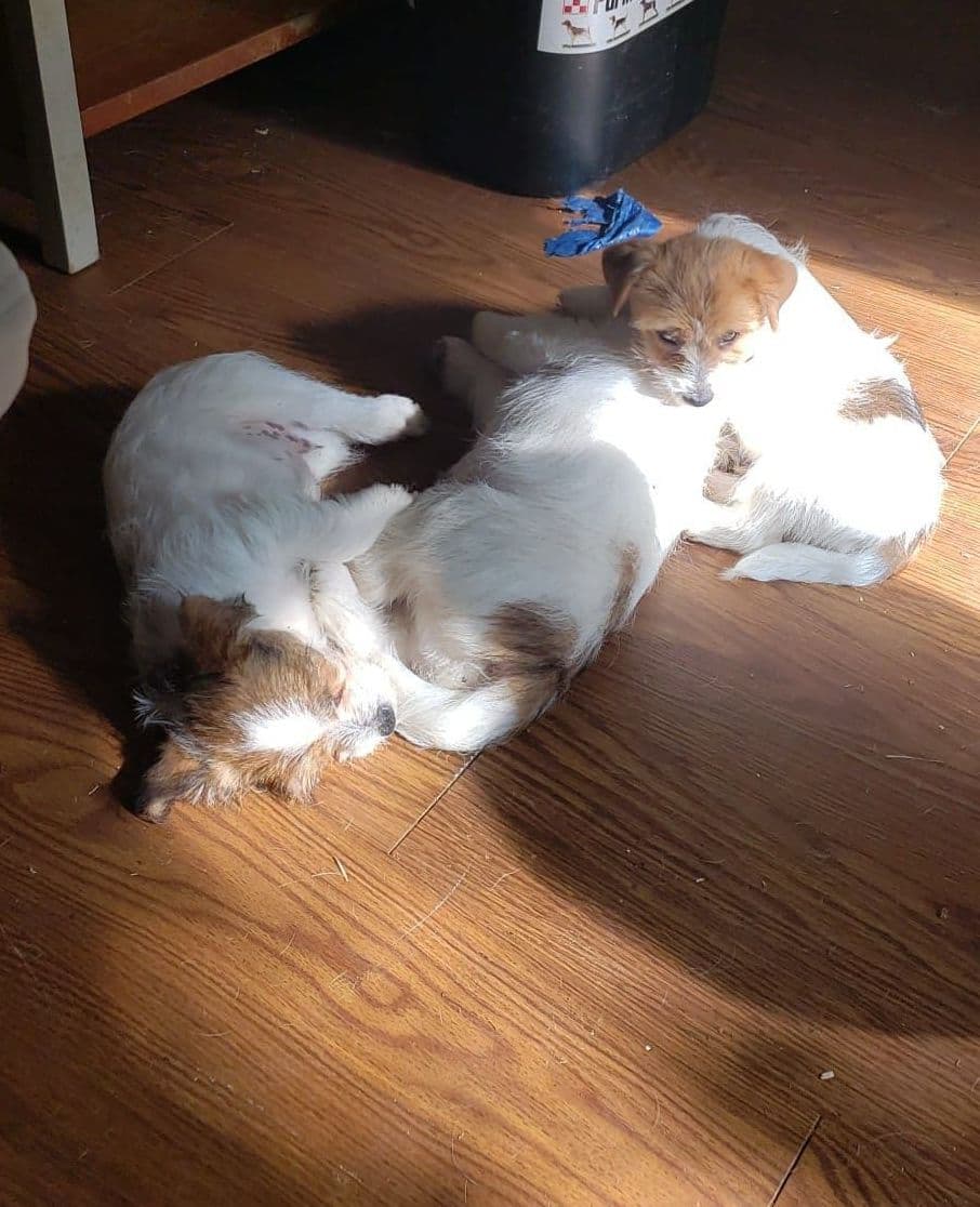 Russell Terrier Puppies breeder image 14