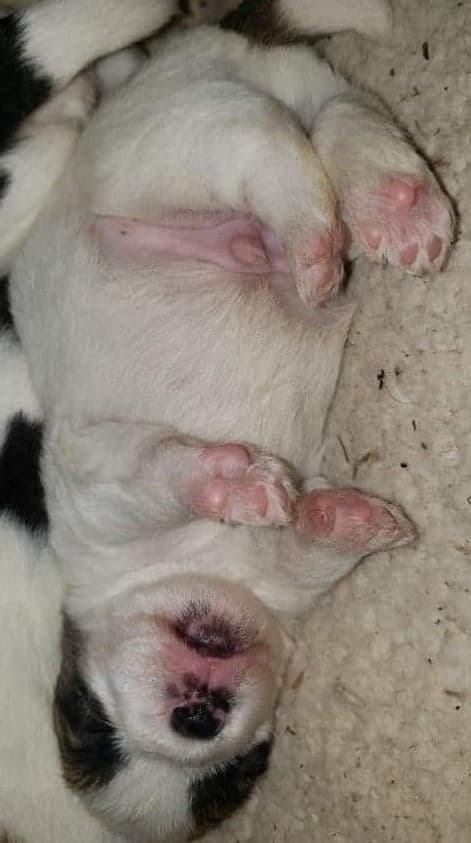 Russell Terrier Puppies breeder image 15