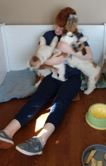 Russell Terrier Puppies breeder image 18