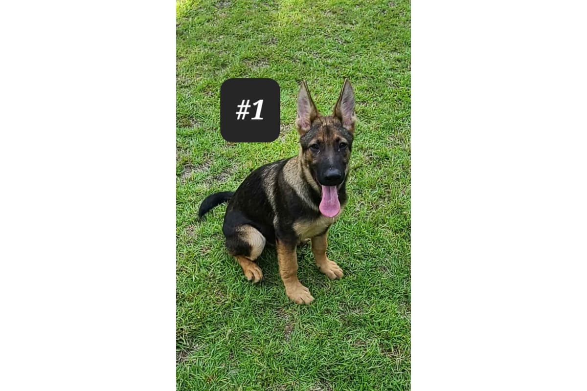 German Shepherd Dog Puppies breeder image 1