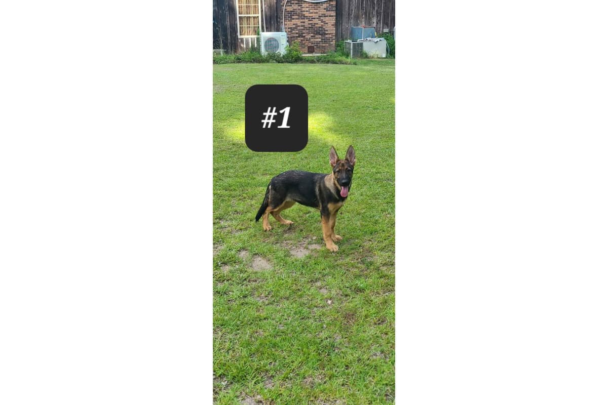 German Shepherd Dog Puppies breeder image 2