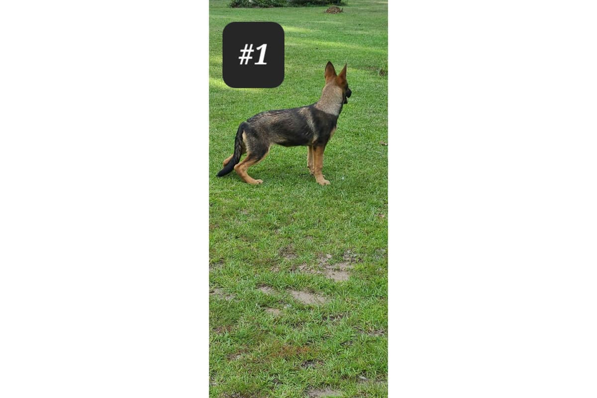 German Shepherd Dog Puppies breeder image 3