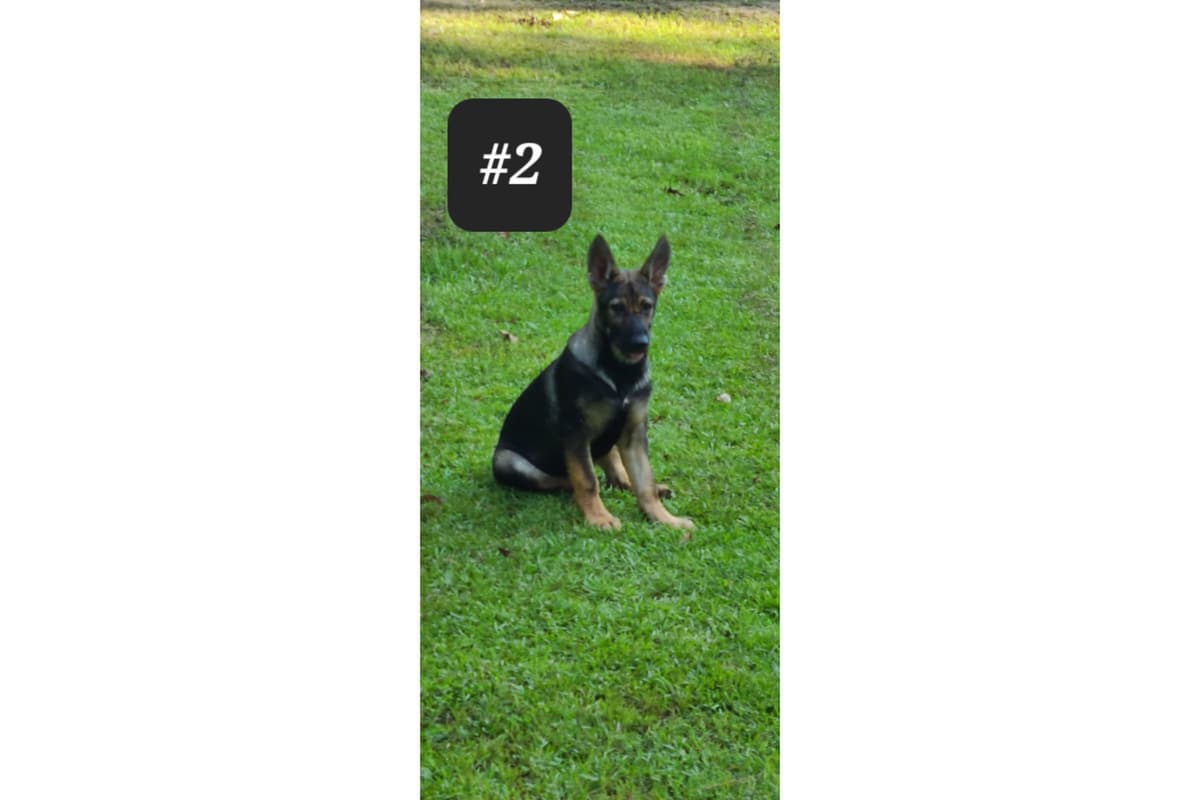German Shepherd Dog Puppies breeder image 4
