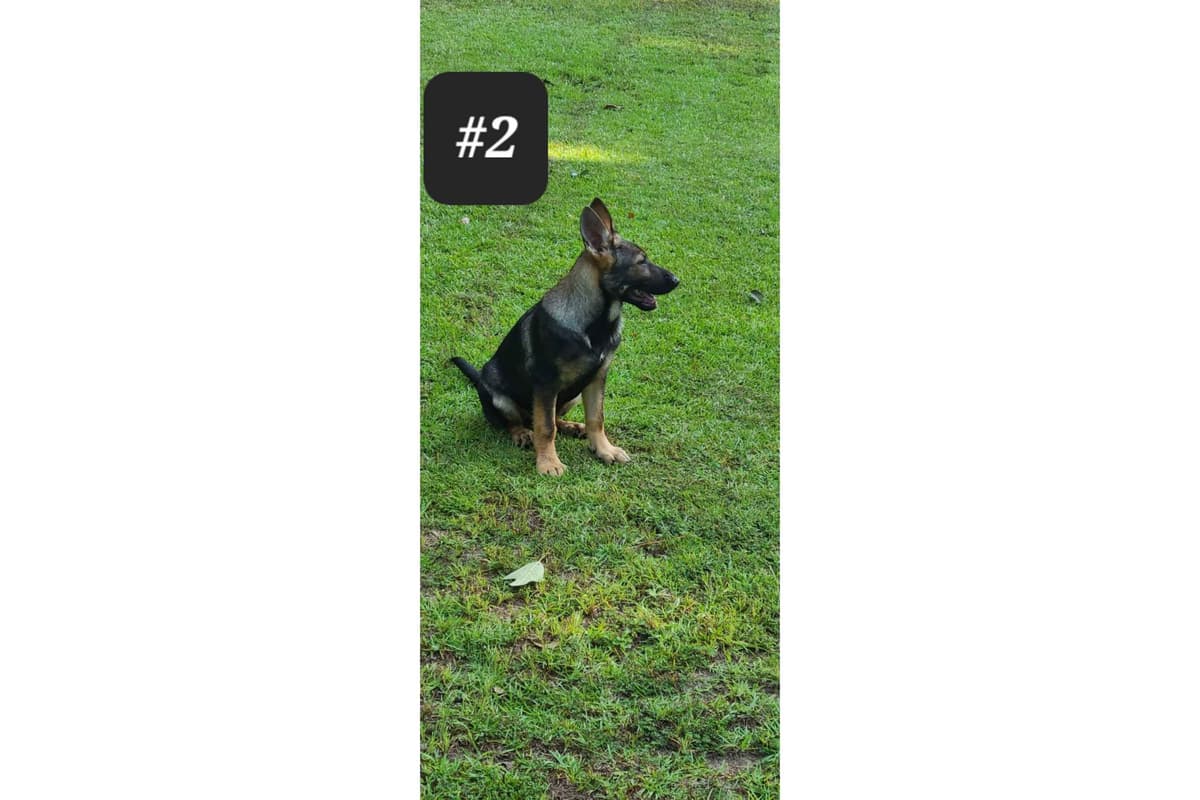 German Shepherd Dog Puppies breeder image 5