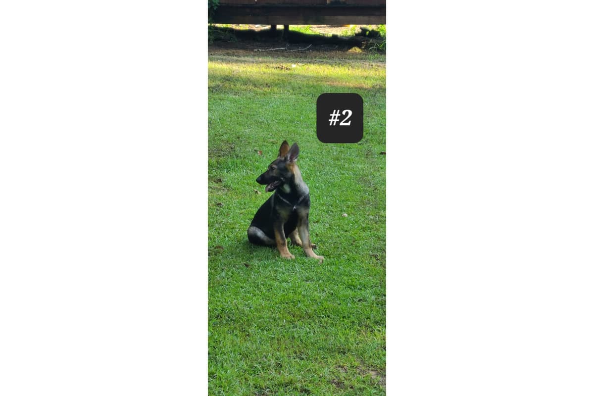 German Shepherd Dog Puppies breeder image 6
