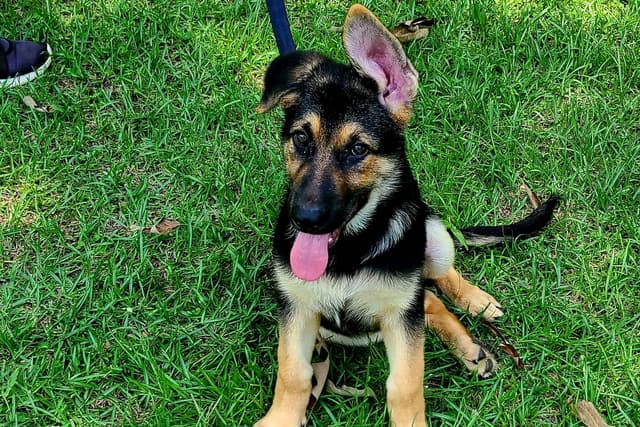 German Shepherd Dog Puppies media 2
