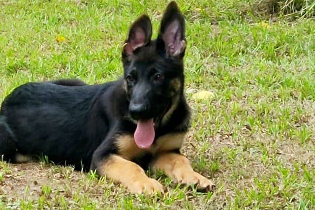 German Shepherd Dog Puppies media 3
