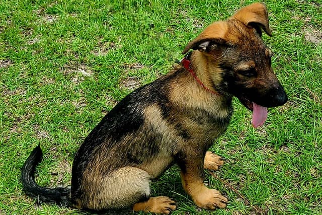 German Shepherd Dog Puppies media 4