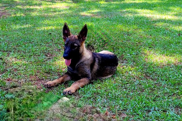 German Shepherd Dog Puppies media 5
