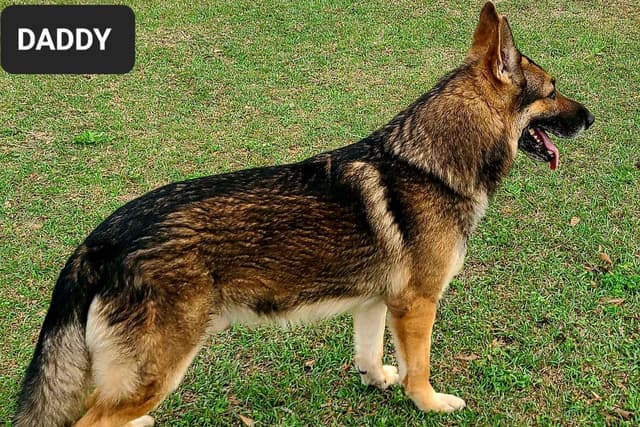 German Shepherd Dog Puppies media 6
