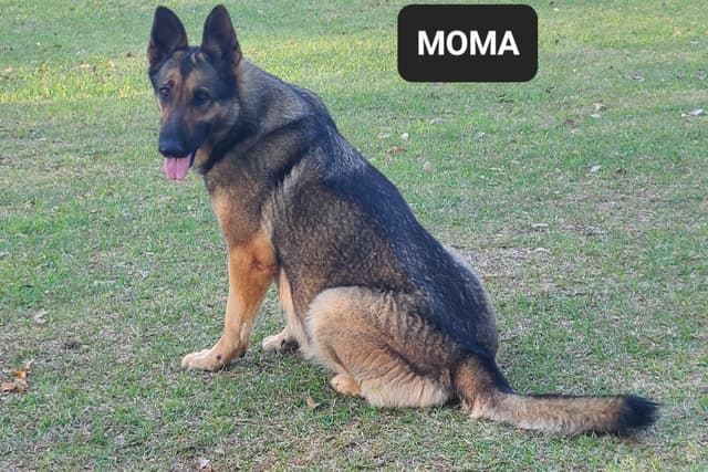 German Shepherd Dog Puppies media 7