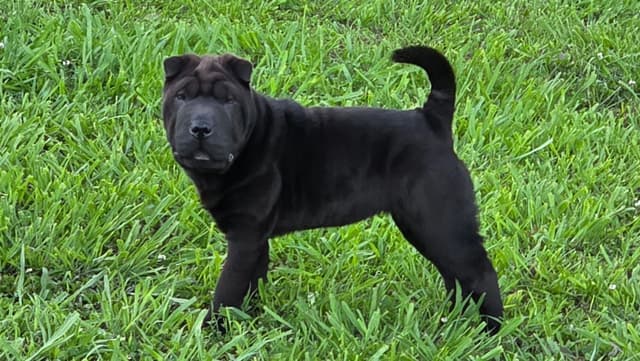 Chinese Shar-Pei Puppies media 2