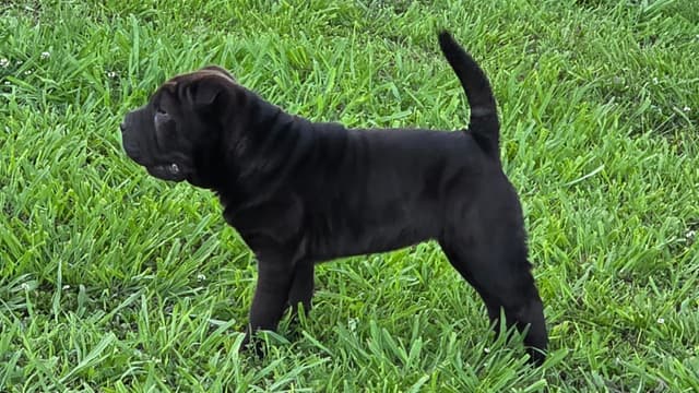 Chinese Shar-Pei Puppies media 3