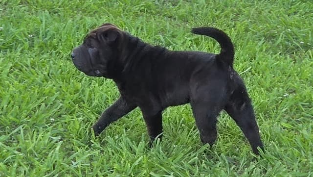 Chinese Shar-Pei Puppies media 4