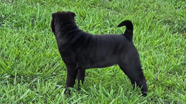 Chinese Shar-Pei Puppies media 5