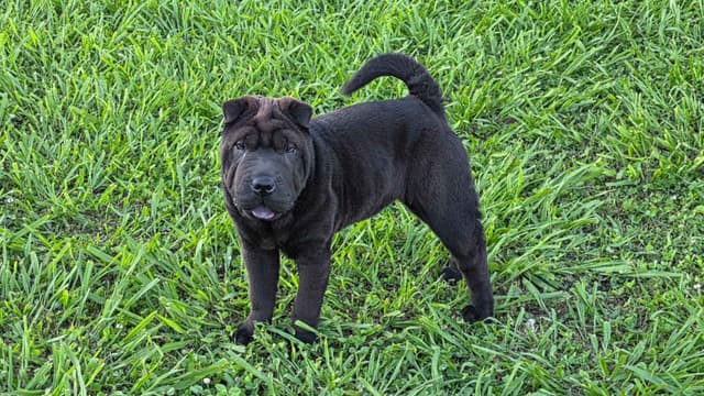 Chinese Shar-Pei Puppies media 6