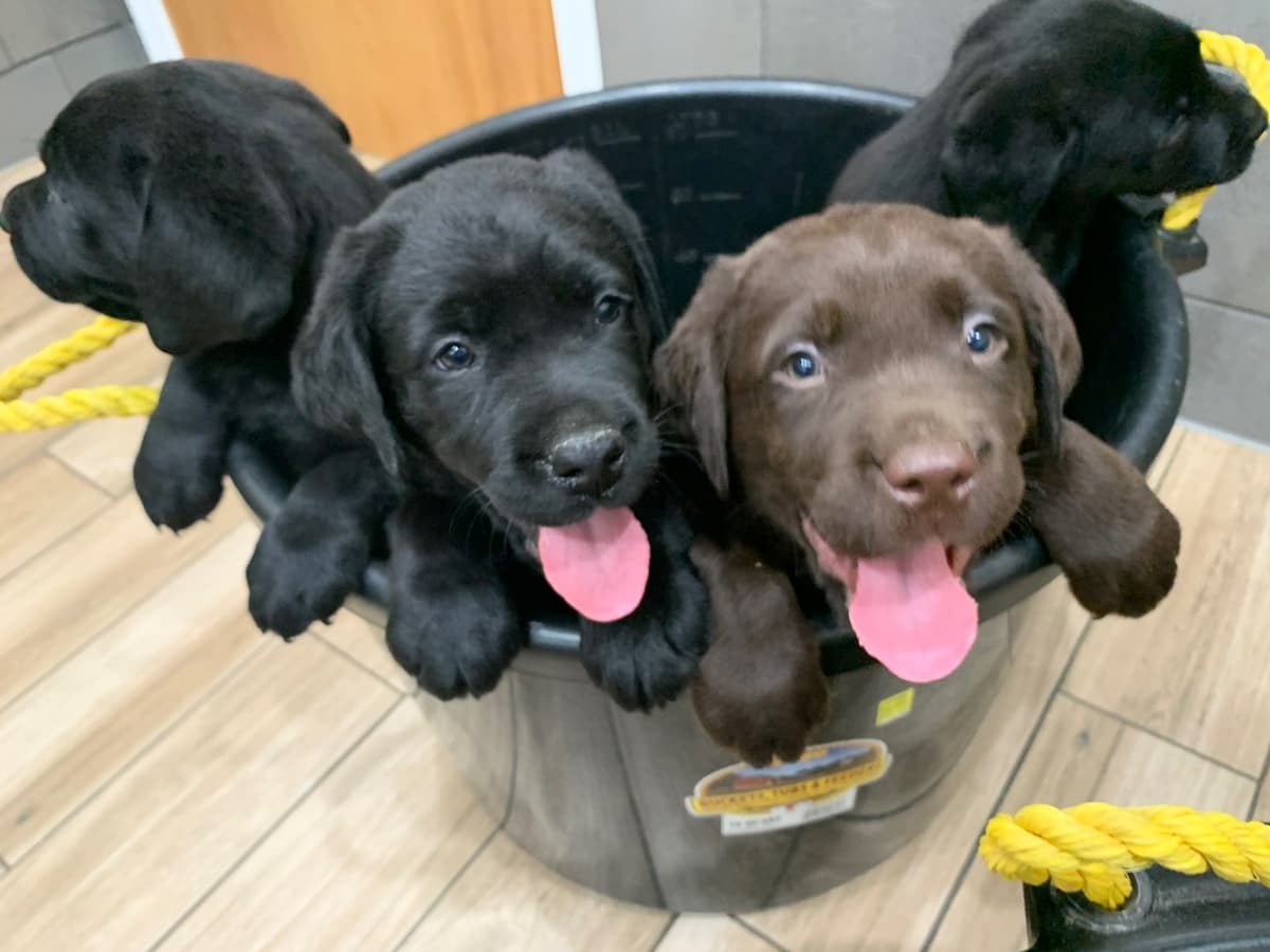 Labrador Retriever Puppies breeder image 3