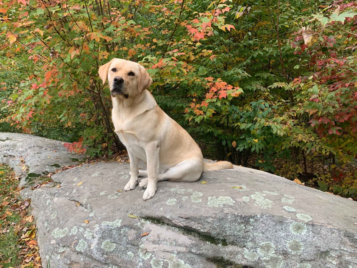 Labrador Retriever Puppies breeder image 2