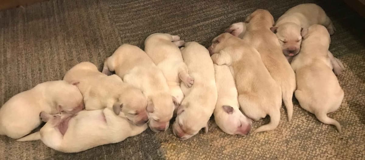Labrador Retriever Puppies breeder image 1