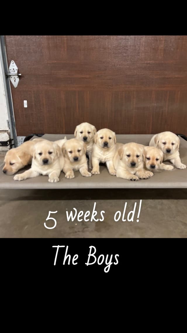Labrador Retriever Puppies media 2