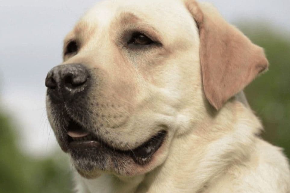 Golden Retriever Puppies breeder image 3